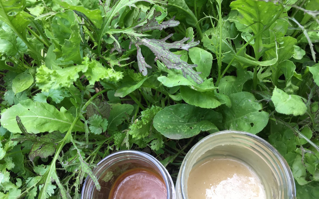 Cooking with Junior: Lettuce Begin