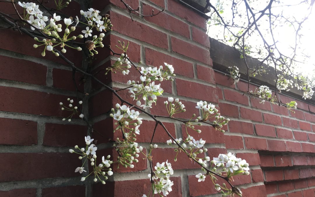 40 Daze: Three Cat Morning