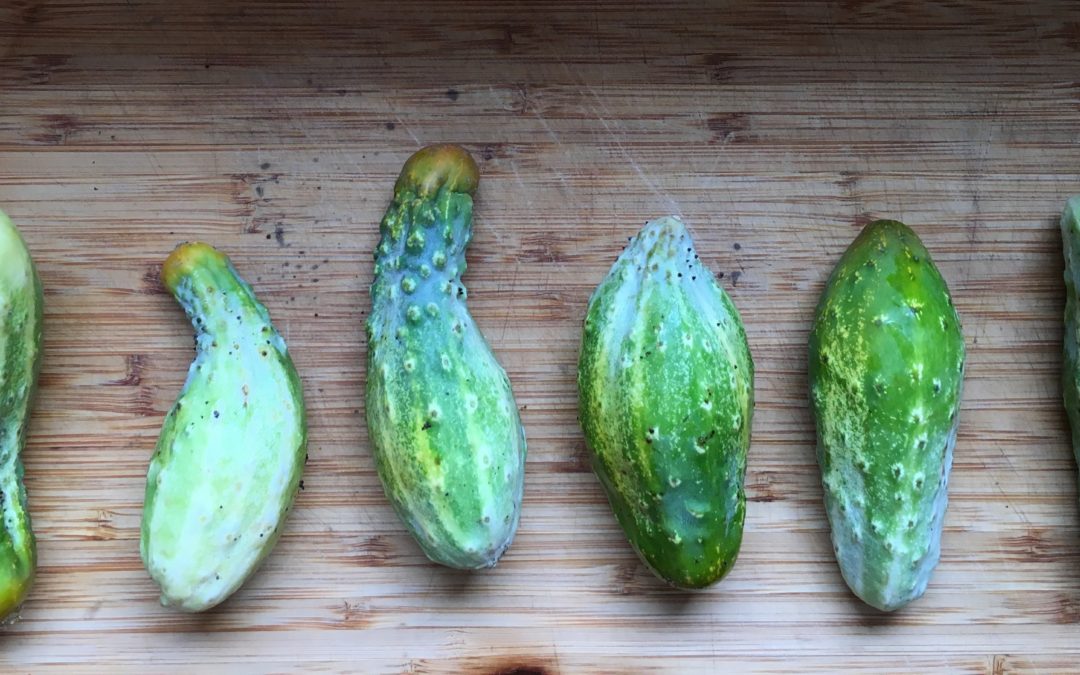 Cooking with Junior: Cucumber Yogurt Salad