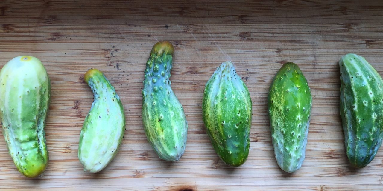 Cooking with Junior: Cucumber Yogurt Salad