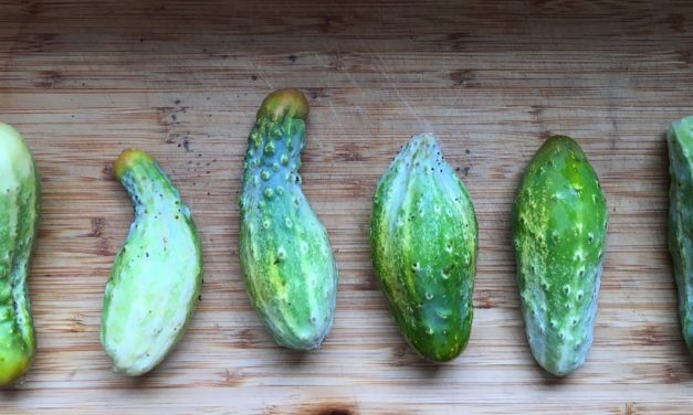 Cooking with Junior: Cucumber Yogurt Salad