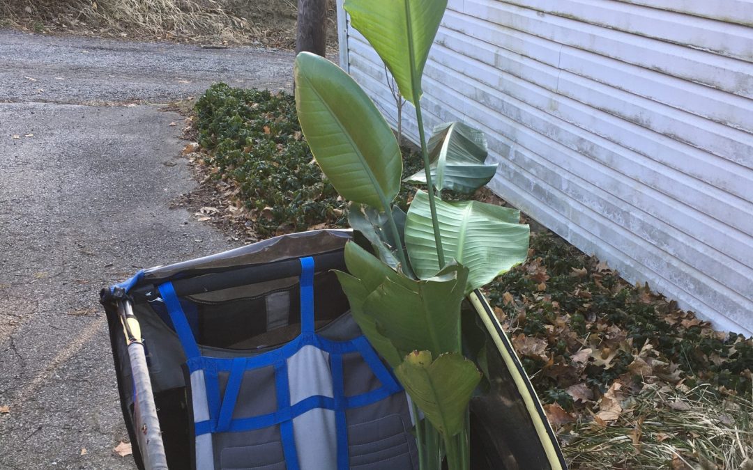 Waiting 14: Christmas Plant