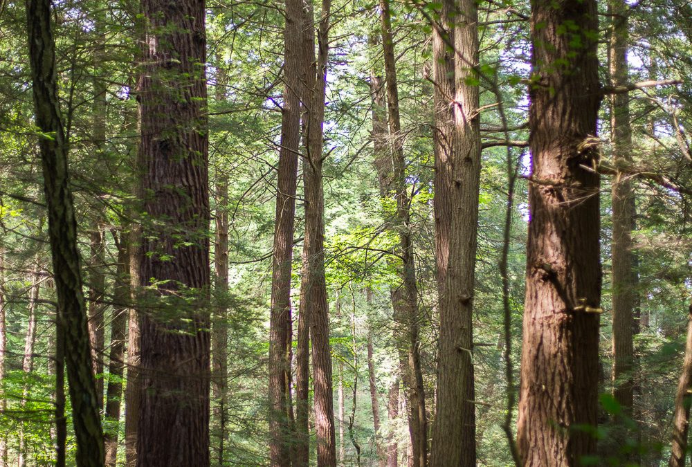 On Missing The Hemlock Trail Because You Are Only Two